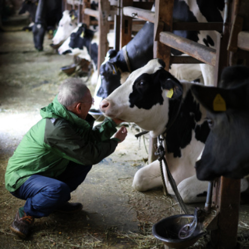 宝塚牧場ヨーグルト(島ざらめ入り) 詳細画像
